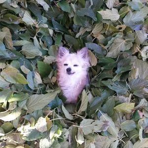 Meet your Posher, Bruce